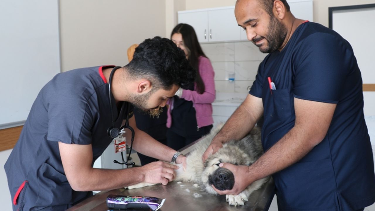 Siirt'te konulduğu kutudaki ilaçtan zehirlenen köpek tedavi altına alındı