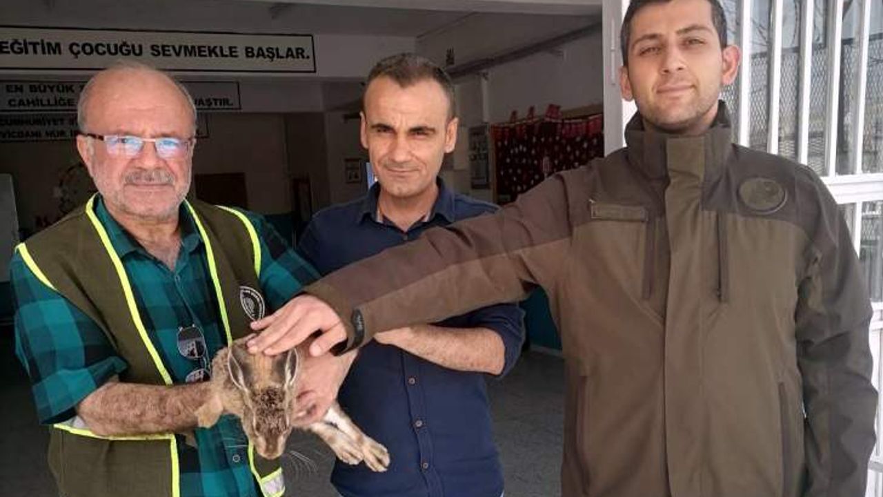 Siirt'te doğada bitkin halde bulunan yaban tavşanı tedavi altına alındı