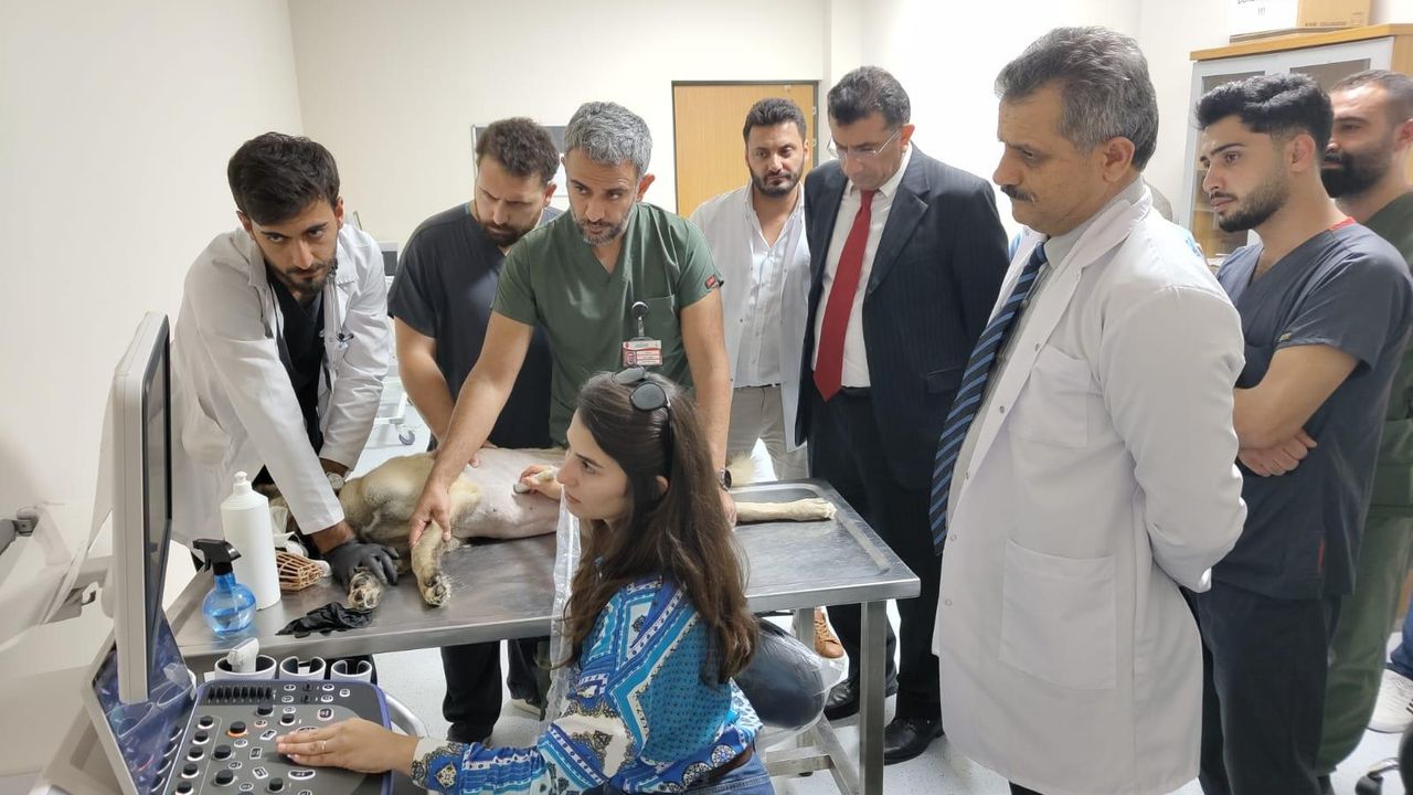 Siirt Üniversitesi Hayvan Sağlığı Hastanesi'nde 969 hayvan tedavi edildi