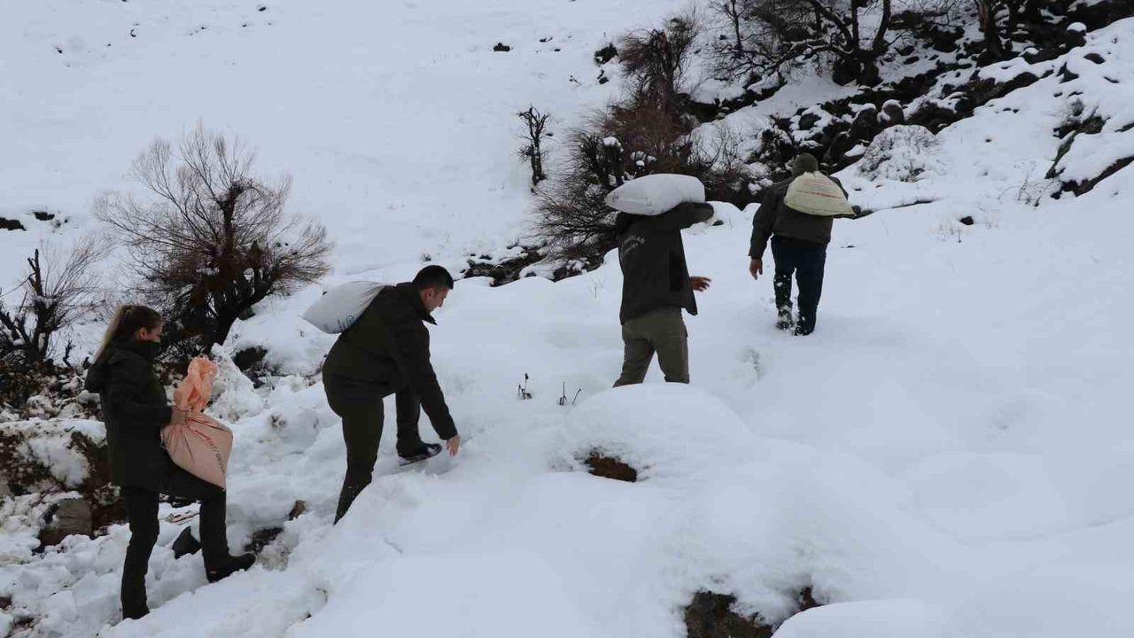 Siirt’te kar altındaki yaban hayvanlarına yem bırakıldı