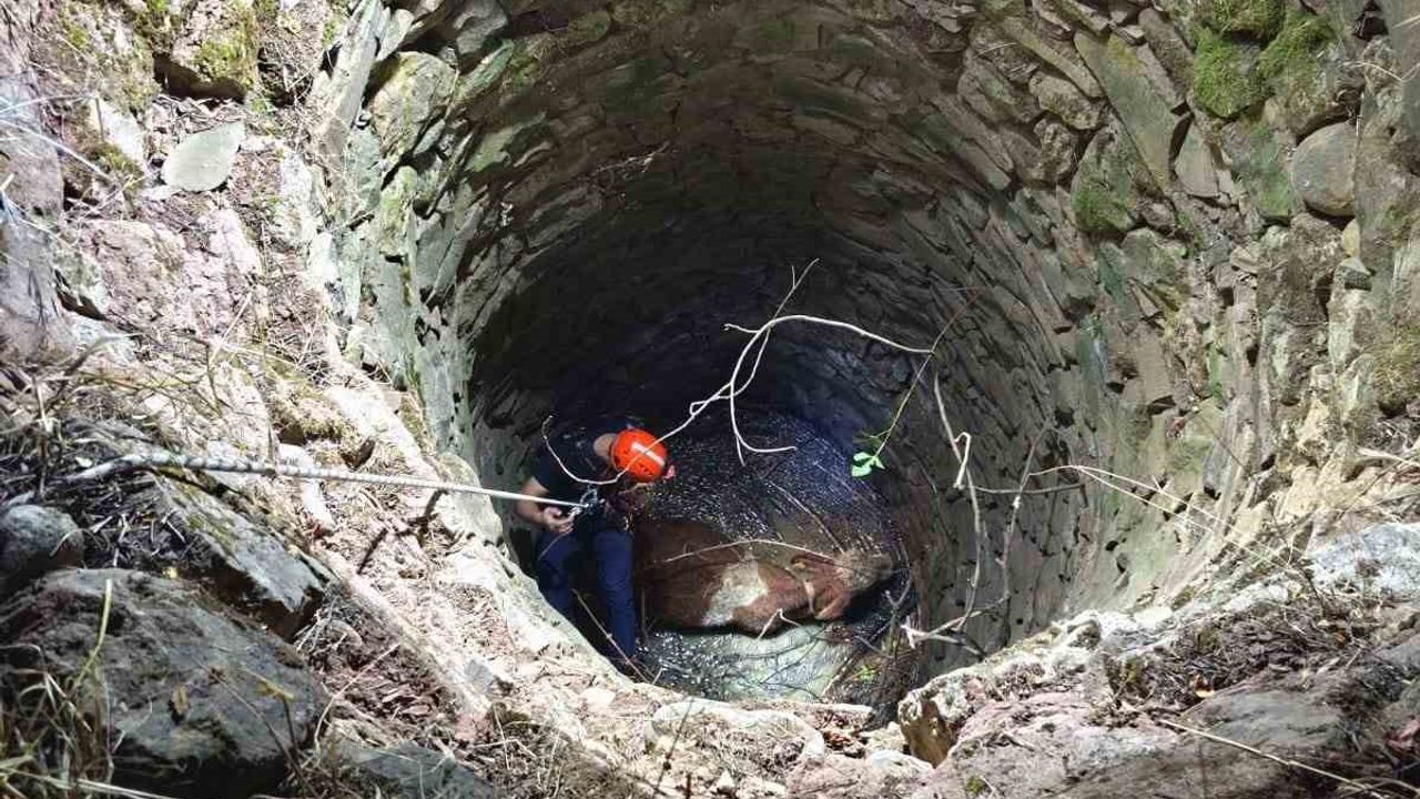 Siirt’te Su Kuyusuna Düşen İnek Kurtarıldı