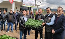Siirt’te üreticilere hibe destekli sebze fidesi dağıtıldı