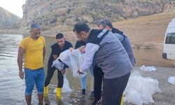 Siirt'teki baraj gölü ve göletlere 2 milyon 100 bin sazan yavrusu bırakıldı