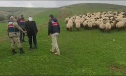Siirt'te 330 koyunu çaldıkları gerekçesiyle yakalanan 2 şüpheli cezaevine gönderildi