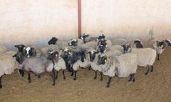 Hayvancılığa katkı için romanov ırkı koyun yetiştiriliyor