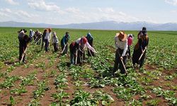 Mevsimlik tarım işçilerinin göçü başladı