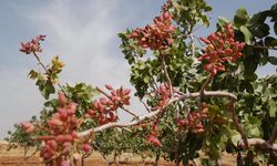 Siirt fıstığının il ekonomisine katkısı dudak uçuklatıyor