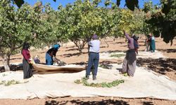 Siirt'te "Siirt Fıstığı Doğa ve Kültür Festivali" kapsamında fıstık hasadı yapıldı