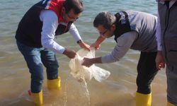 Siirt’te 2 milyon balık yavrusu baraj göllerine bırakıldı