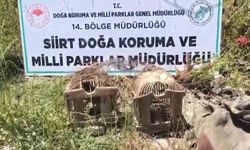 Siirt’te keklik avına 43 bin lira ceza