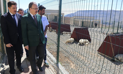Siirt, Sokak Hayvanları Sorununu Çözen İlk İllerden Biri Oldu