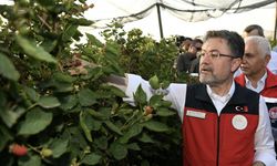 Bakan Yumaklı, Siirt’te böğürtlen hasadına katıldı