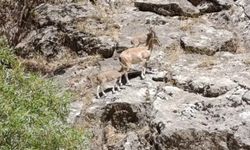 Şirvan'da Dağ Keçileri Görüntülendi