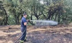 Siirt'te Orman Yangını: Ekipler Seferber Oldu