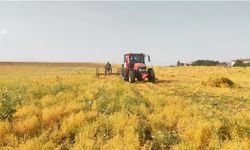 Siirt’te Kırmızı Mercimek Üretimini Geliştirme Projesi Başvuruları Başlıyor