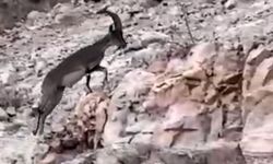 Siirt’te Nesli Tükenme Tehlikesi Altındaki Yabani Dağ Keçisi Görüldü