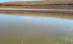 Siirt’te Balık Teleflerini Önlemek İçin Gölete 150 Ton Su Takviyesi Yapıldı