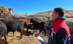 Pervari’de Üreticiye 10 Angus Teslim Edildi