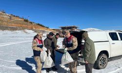 Siirt’te Yaban Hayvanlarına 750 Kilo Yem Bırakıldı