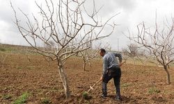 Siirt’te Beklenen Yağışlar Çiftçinin Yüzünü Güldürdü