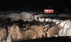 Siirt'te Domuz Sürüsü Yol Açma Çalışması Yapan Ekibin Önünde İlerledi