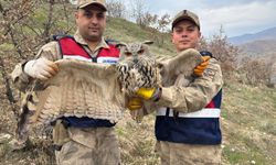 Siirt’te Jandarmadan Duyarlı Davranış: Yaralı Kulaklı Baykuş Koruma Altına Alındı