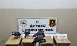 Siirt'te Kaçak Yaban Hayvanı Operasyonu: 8 Adet Jako Papağan Ele Geçirildi