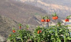 Şirvan’ın Yükseklerinde Doğa Uyanıyor: “Ağlayan Gelin”ler Yüzünü Gösterdi