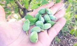 Siirt’te Baharın Habercisi: Çağla Tezgâhlarda Yerini Aldı