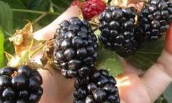 Sözleşmeli Böğürtlen Üretimi İçin Ön Talep Başvuruları Devam Ediyor