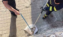 Siirt’te 1 Buçuk Metrelik Yılan Evin Bahçesinden Çıktı