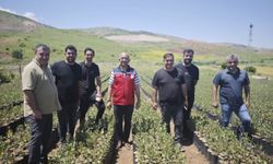 Siirt’te Fıstık Fidanı Üretimine Yakın Takip