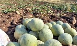 Cefan Kavunu Tezgâhlardaki Yerini Aldı: Kilosu 30 TL