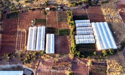 Siirt'in "Ulaştı Köyü" Sera Üretimiyle Dikkat Çekiyor