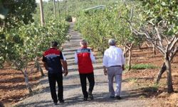 Yağışlar Siirt Fıstığına Yaradı: Yüksek Rekolte Bekleniyor