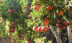 Siirt’in Şirvan İlçesinde Nar Hasadı Başladı