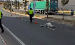 Siirt-Kurtalan Caddesi’nde Pikap Eşeğe Çarptı: Eşek Telef Oldu