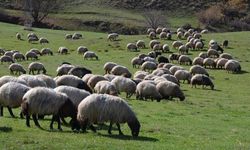 Siirt’te Hayvancılık Desteklerinde Son Gün 1 Aralık!