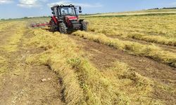 Siirt’te Mercimek Desteğinde Hak Sahipleri Açıklandı