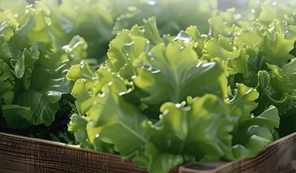 Balıkesir Büyükşehir'den çiftçiye marul desteği