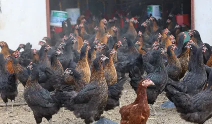 Kocaeli’de tavukçuluğa büyük destek: 16 bin tavuk üreticiyle buluştu