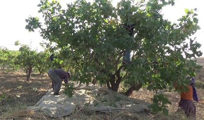 Siirt Fıstıkçılık Biriminden Üreticilere Önemli Uyarı