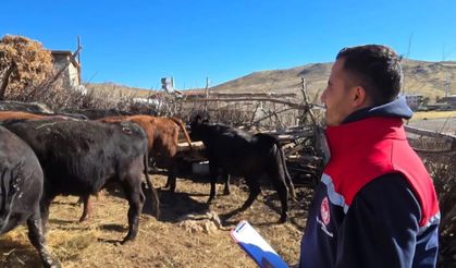 Pervari’de Üreticiye 10 Angus Teslim Edildi