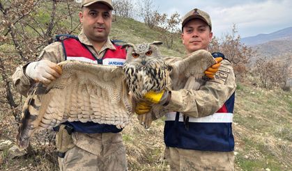 Siirt’te Jandarmadan Duyarlı Davranış: Yaralı Kulaklı Baykuş Koruma Altına Alındı