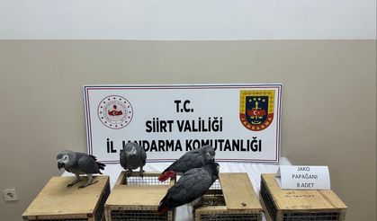 Siirt'te Kaçak Yaban Hayvanı Operasyonu: 8 Adet Jako Papağan Ele Geçirildi