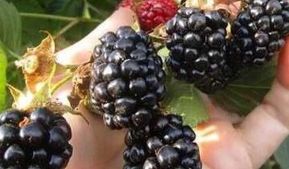 Sözleşmeli Böğürtlen Üretimi İçin Ön Talep Başvuruları Devam Ediyor