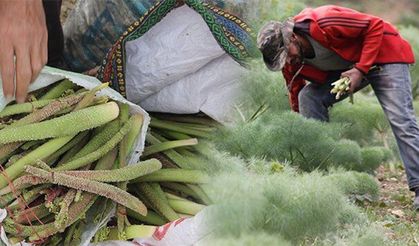 Siirt’te Yayla Muzu Tezgahlarda: Kilosu 400 TL, Yağışlar Toplamayı Engelledi