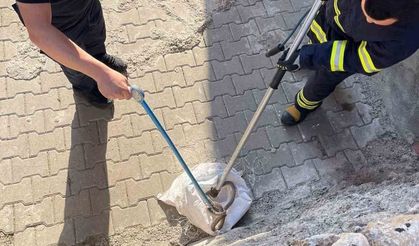 Siirt’te 1 Buçuk Metrelik Yılan Evin Bahçesinden Çıktı