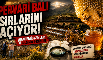 Pervari Balı İçin Tarihi Araştırma! Tescilli Baldaki Sır Perde Açılıyor