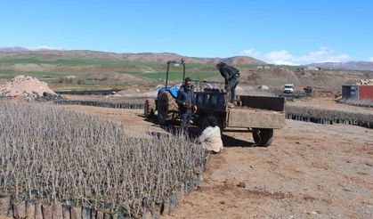 Siirt’te Fidan Desteği İçin Başvurular Başlıyor
